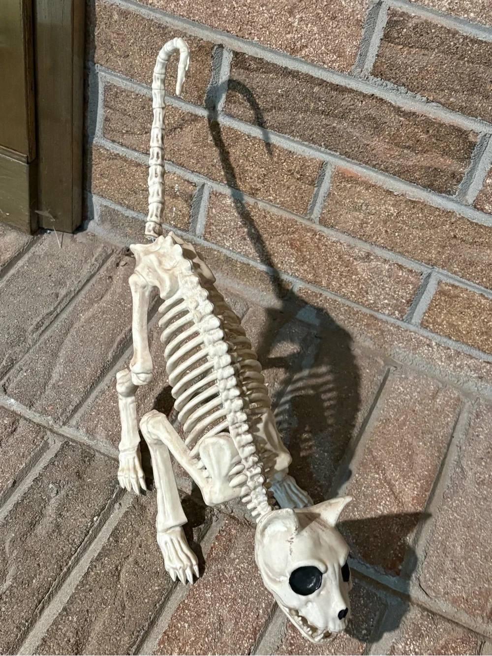 Crazy bonez Seasons cat skeleton Halloween props scary